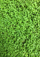 Corsican Mint herb in coconut coir pot, showcasing small green leaves and compact growth from Sow Exotic.