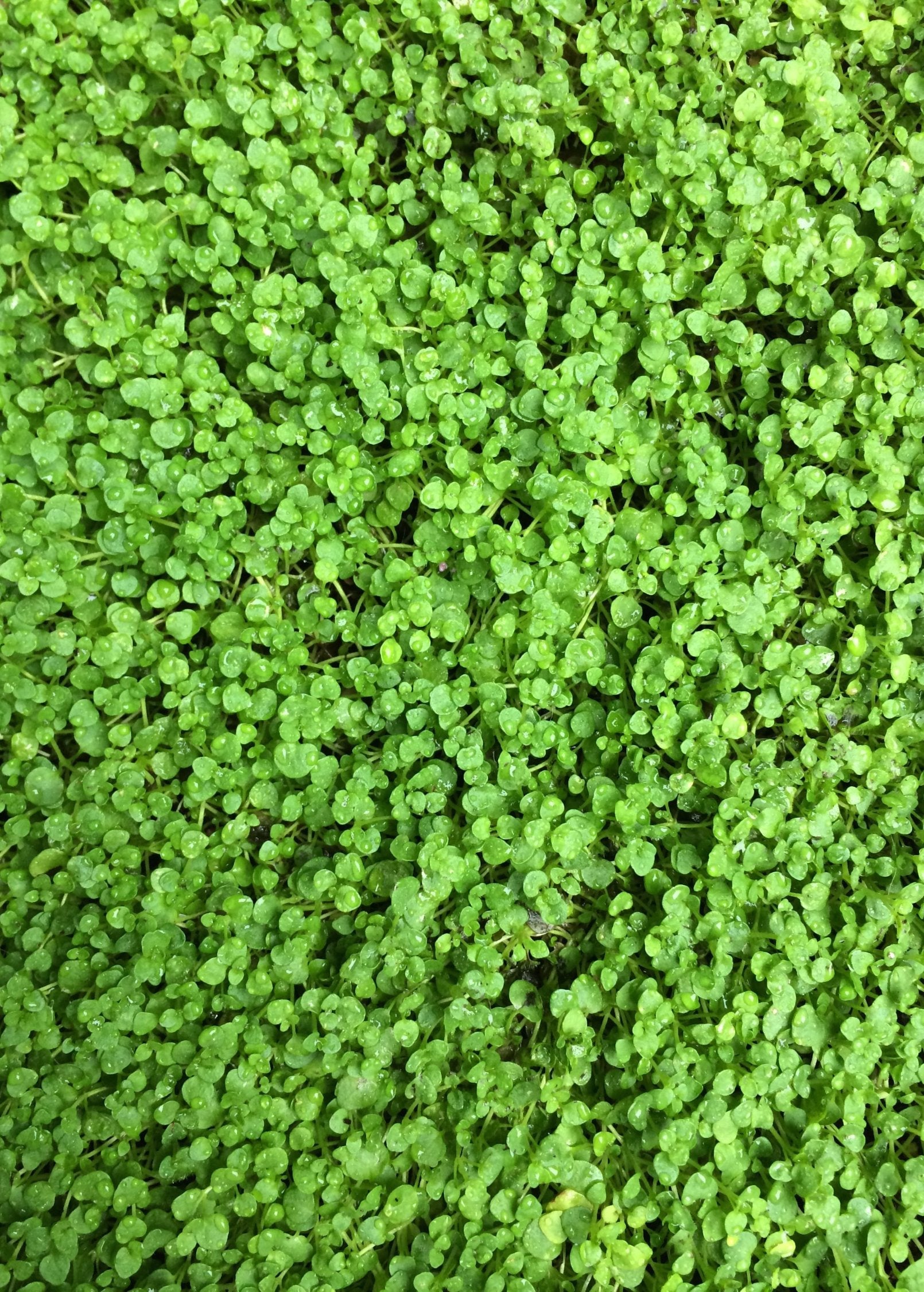 Corsican Mint herb in coconut coir pot, showcasing small green leaves and compact growth from Sow Exotic.