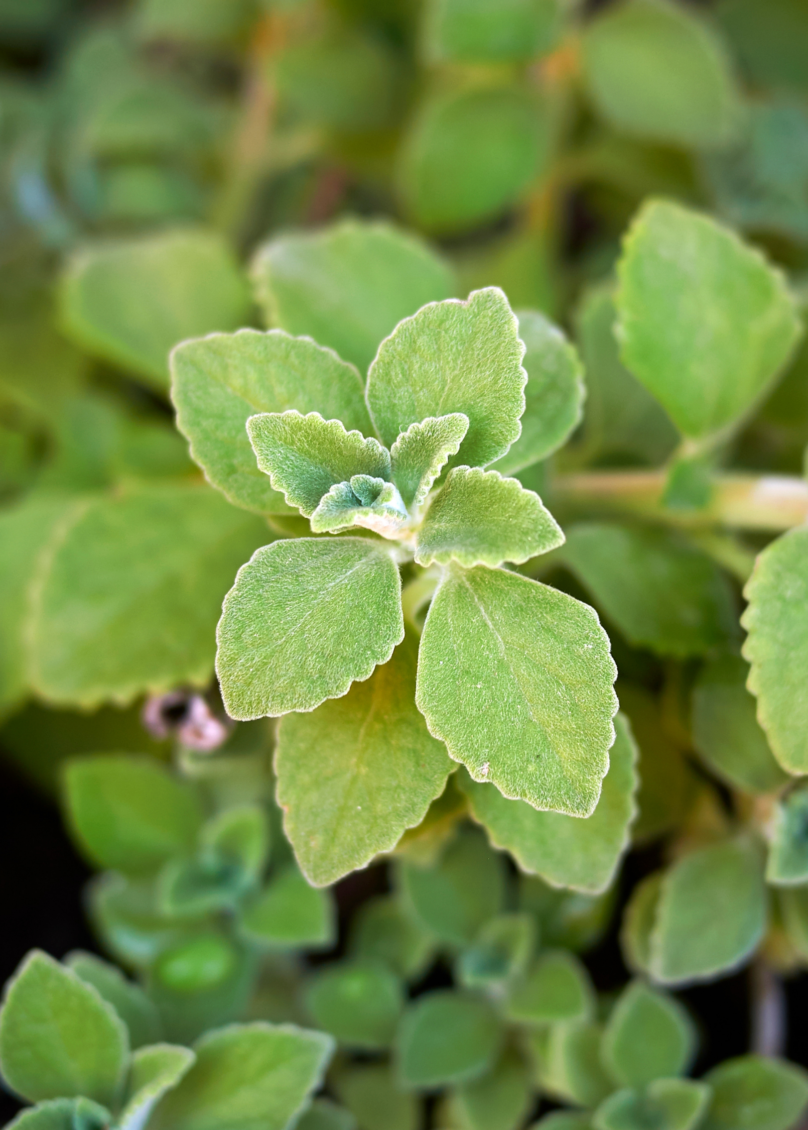 Cuban oregano herb in a coconut coir pot, plectranthus amboinicus, healthy green leaves, grown by Sow Exotic.