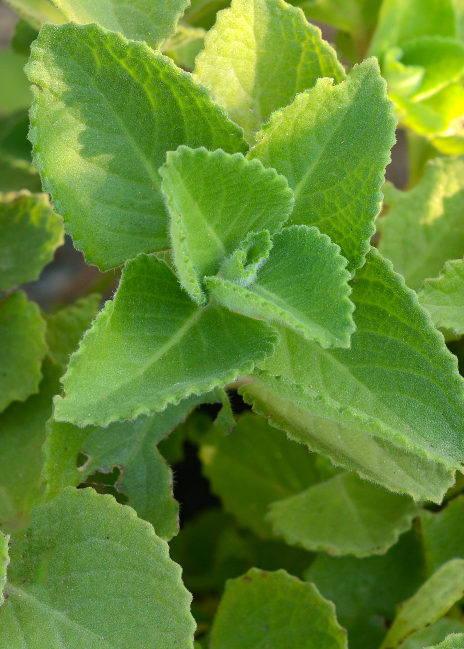 Cuban oregano herb in coconut coir pot, healthy green Plectranthus amboinicus plant, fresh and vibrant for culinary use.