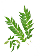 Sow Exotic curry leaf herb in a coconut coir pot, showcasing green, aromatic Murraya koenigii leaves on a natural background.