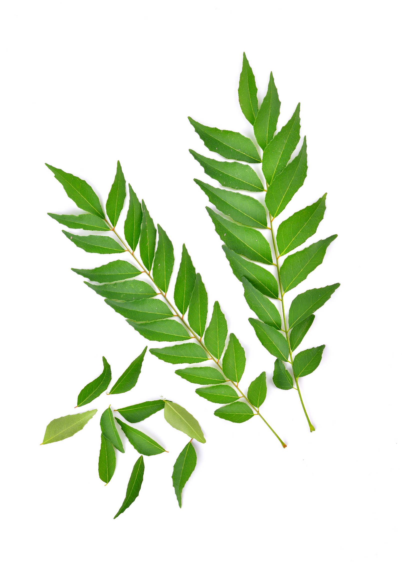 Sow Exotic curry leaf herb in a coconut coir pot, showcasing green, aromatic Murraya koenigii leaves on a natural background.