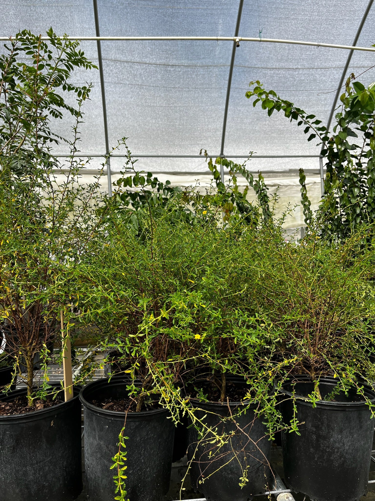 Damiana herb plant in coconut coir pot by Sow Exotic, with green leaves and healthy growth.