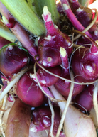 Purple Earth Apple herb in a coconut coir pot, showcasing its smallanthus sonchifolius leaves and vibrant purple color.