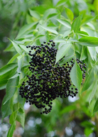 Florida native elderberry herb (Sambucus canadensis) in a medium coconut coir pot, grown by Sow Exotic.