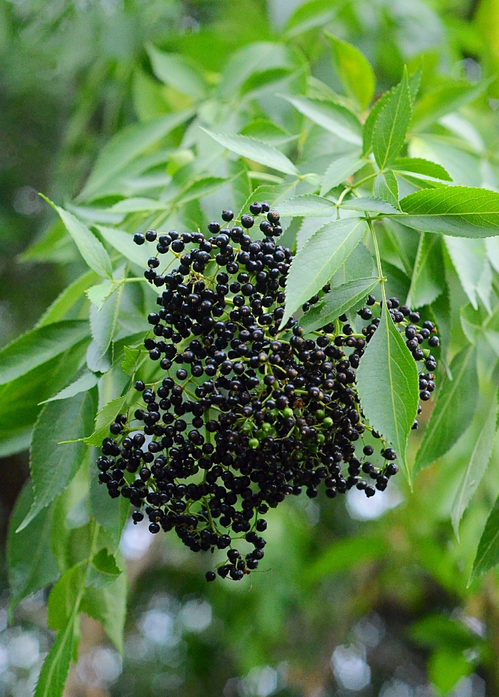 Florida native elderberry herb (Sambucus canadensis) in a medium coconut coir pot, grown by Sow Exotic.