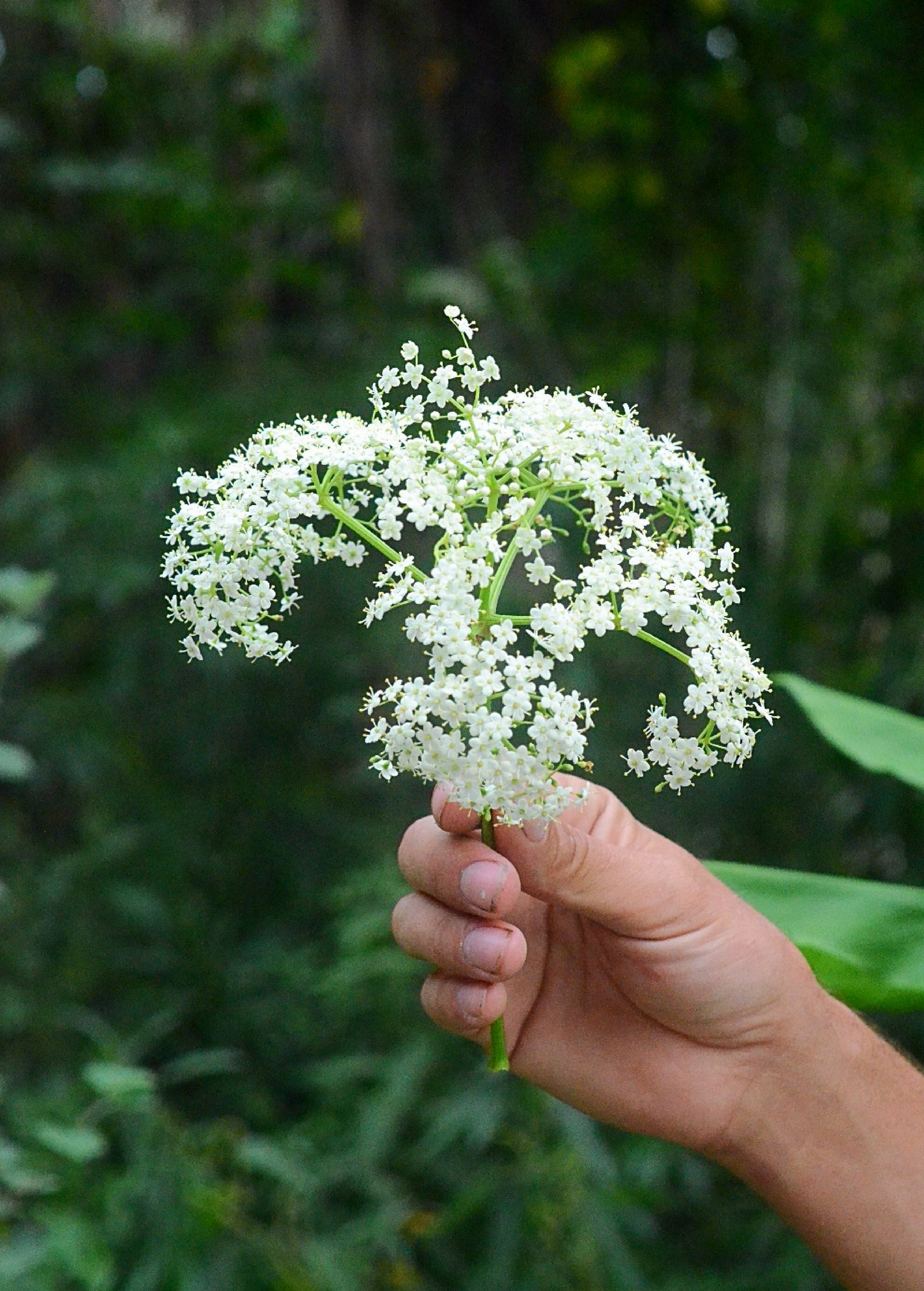 Florida native elderberry herb in a coconut coir pot, showcasing lush green foliage and healthy growth.