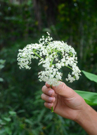 Florida native elderberry herb in a coconut coir pot, showcasing lush green foliage and healthy growth.