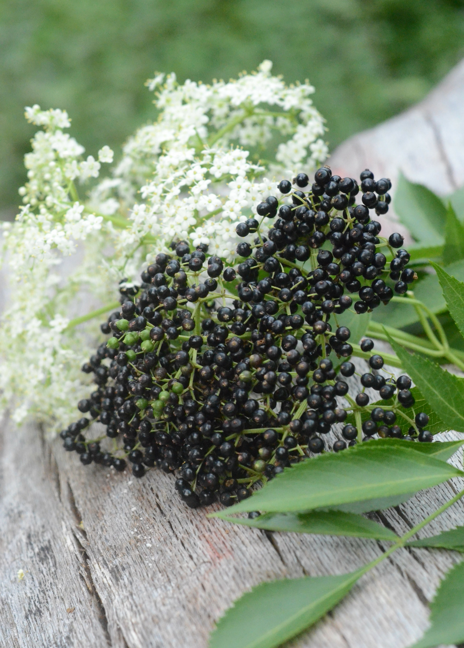 Florida native elderberry herb in coconut coir pot, showcasing green foliage and healthy growth of Sambucus canadensis.