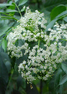 Florida native elderberry herb in a coconut coir pot, showcasing lush green foliage of Sow Exotic's Sambucus canadensis.