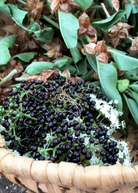 Florida native elderberry herb in a coconut coir pot, showcasing lush green foliage and healthy growth.