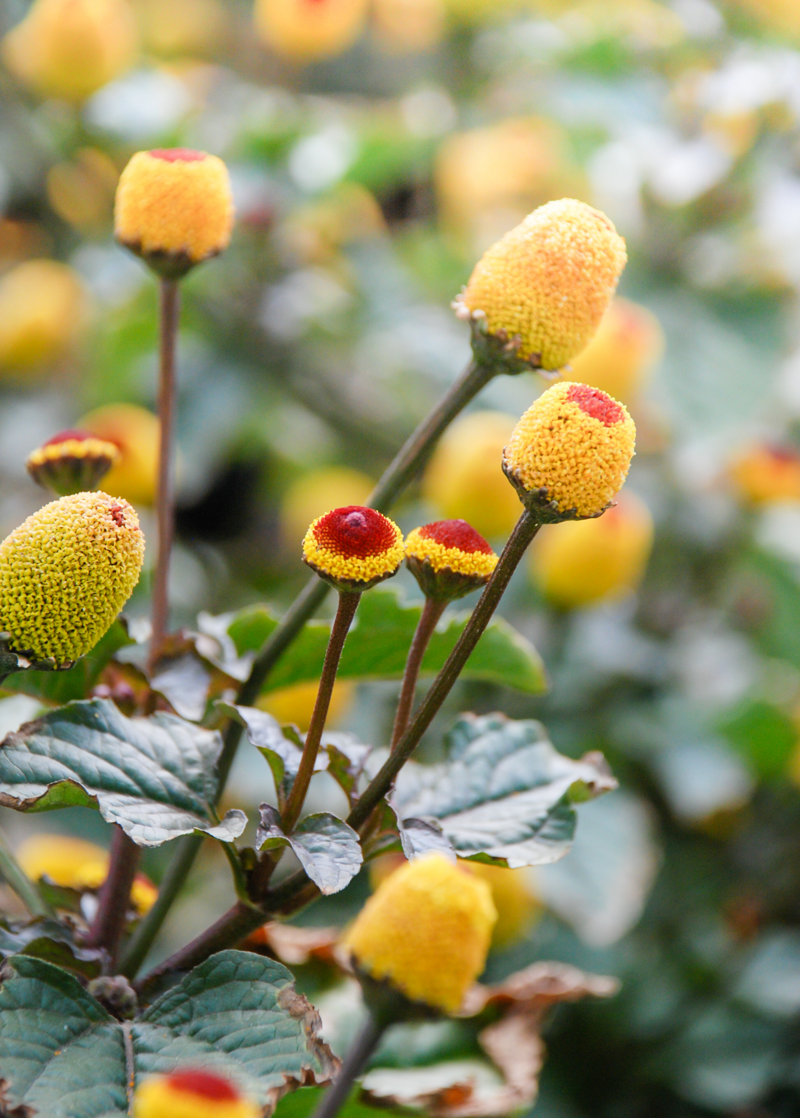 Electric Daisy Toothache Plant herb in coconut coir pot by Sow Exotic, showing vibrant green spilanthes acmella leaves