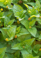 Electric Daisy Toothache Plant herb in coconut coir pot by Sow Exotic, showcasing vibrant Spilanthes acmella leaves and flowers