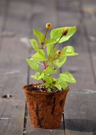 Electric Daisy Toothache Plant herb in coconut coir pot by Sow Exotic, showcasing its vibrant spilanthes acmella foliage.