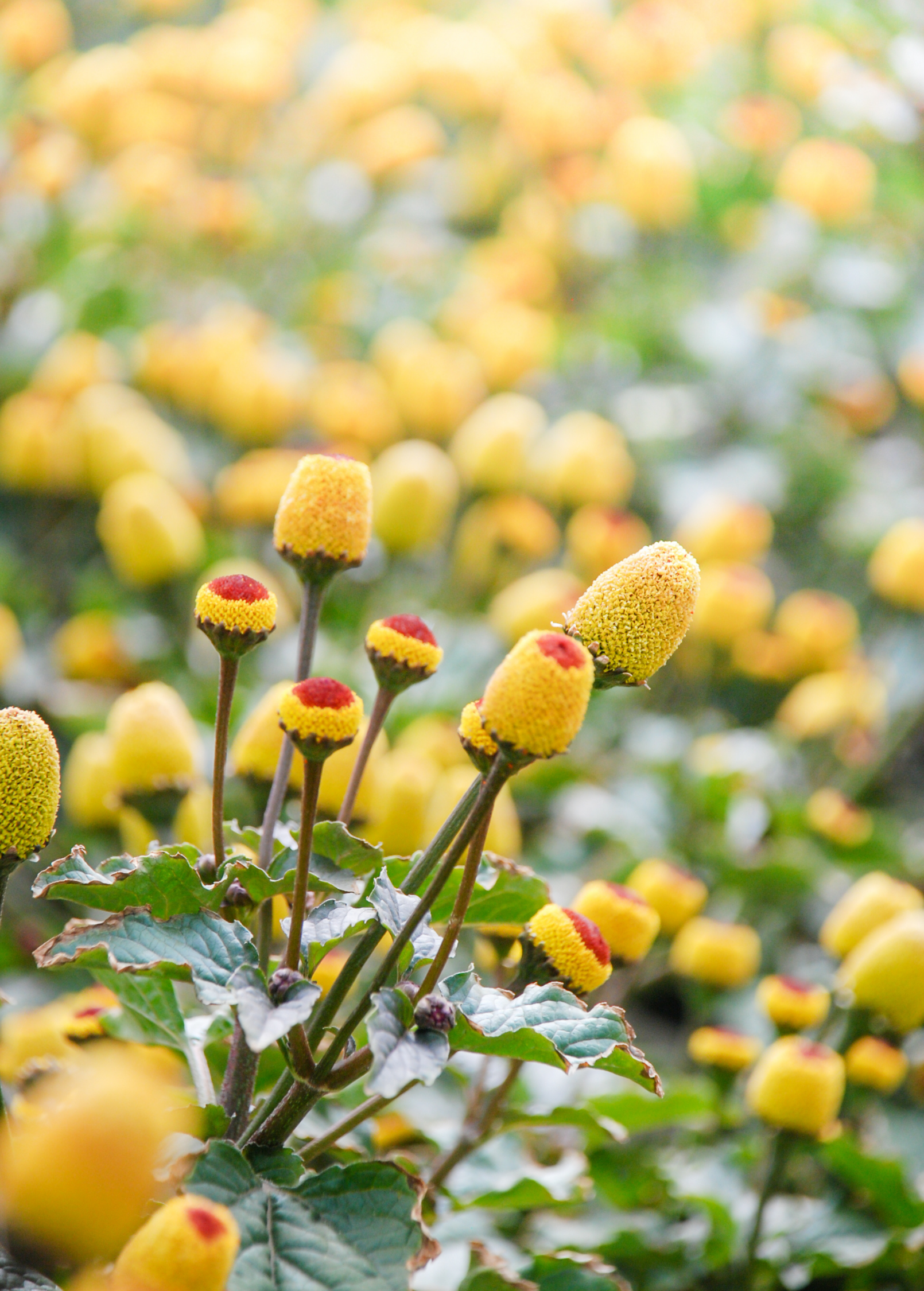 Electric Daisy Toothache Plant herb in coconut coir pot by Sow Exotic, showing vibrant Spilanthes acmella leaves and blooms.