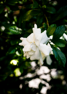 Everblooming Gardenia (Gardenia Veitchii) herb in a coconut coir pot, leafy green plant with white flowers, by Sow Exotic.