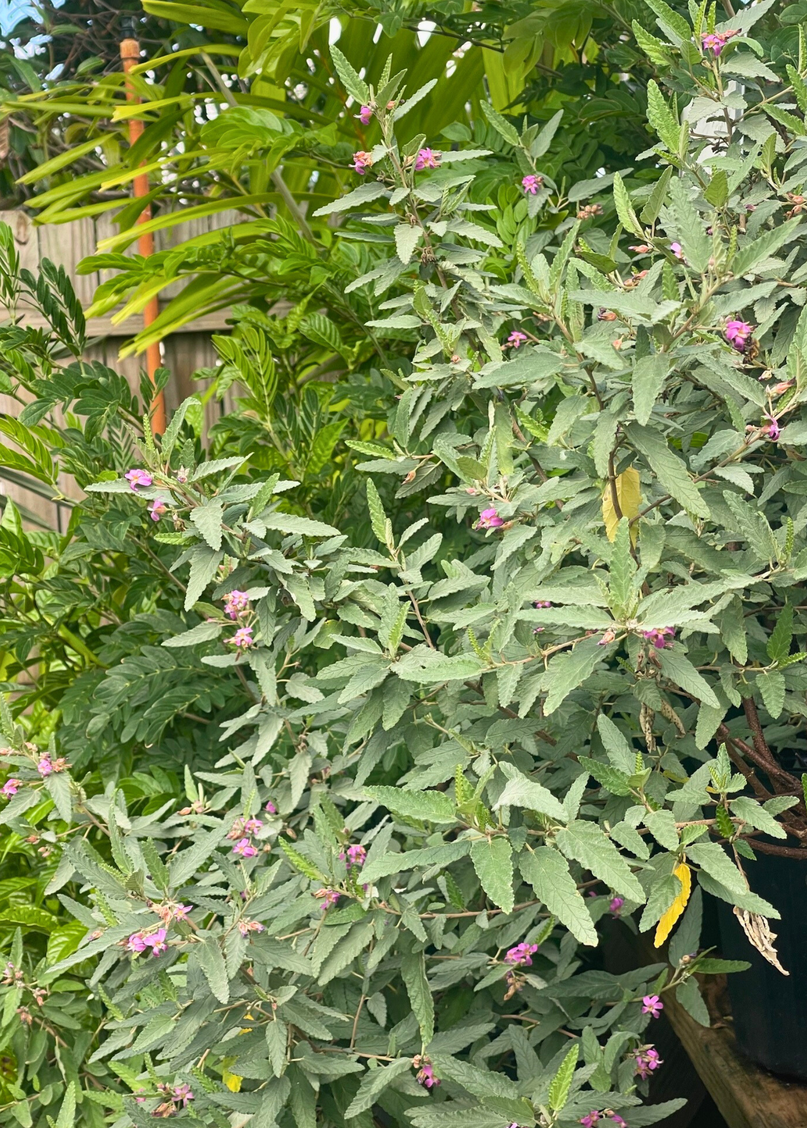 Florida Native Tea Bush herb in a coconut coir pot, showcasing lush green foliage of Melochia tomentosa.