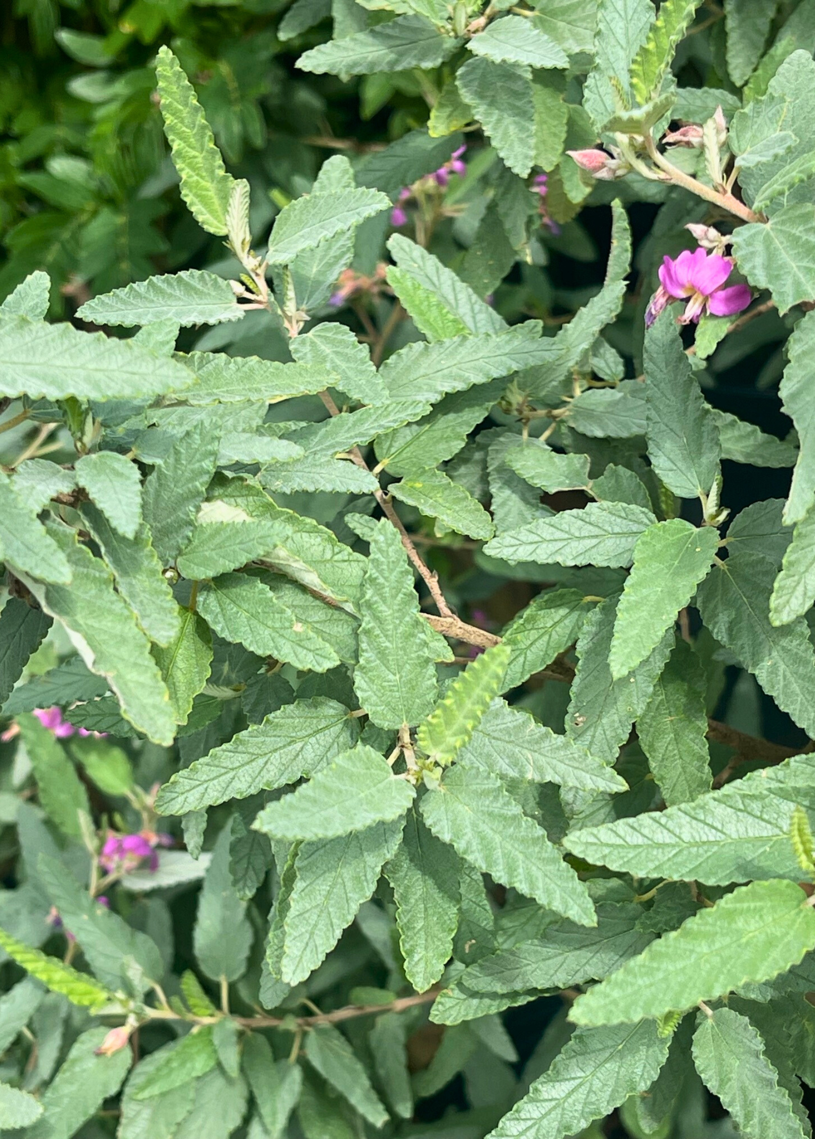 Florida Native Tea Bush herb in a coconut coir pot, showcasing lush green foliage and healthy growth from Sow Exotic.