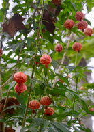 Herb plant in coconut coir pot featuring flowering Maple (Abutilon pictum) with vibrant blooms, grown by Sow Exotic.