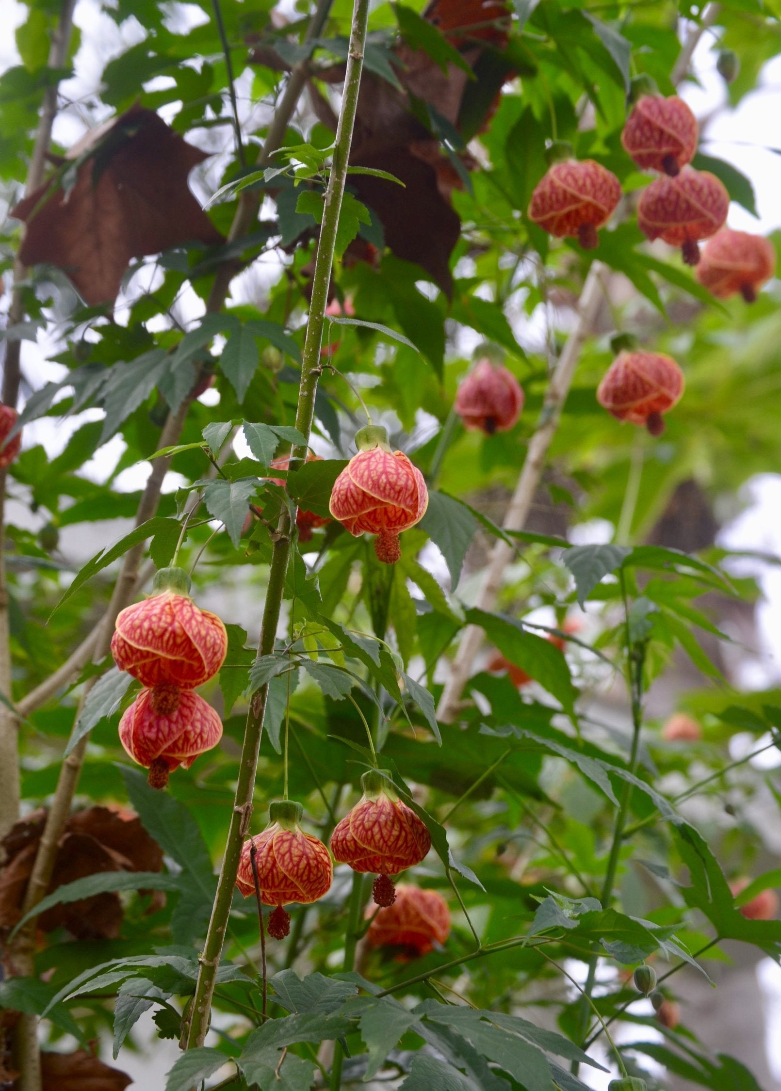 Herb plant in coconut coir pot featuring flowering Maple (Abutilon pictum) with vibrant blooms, grown by Sow Exotic.
