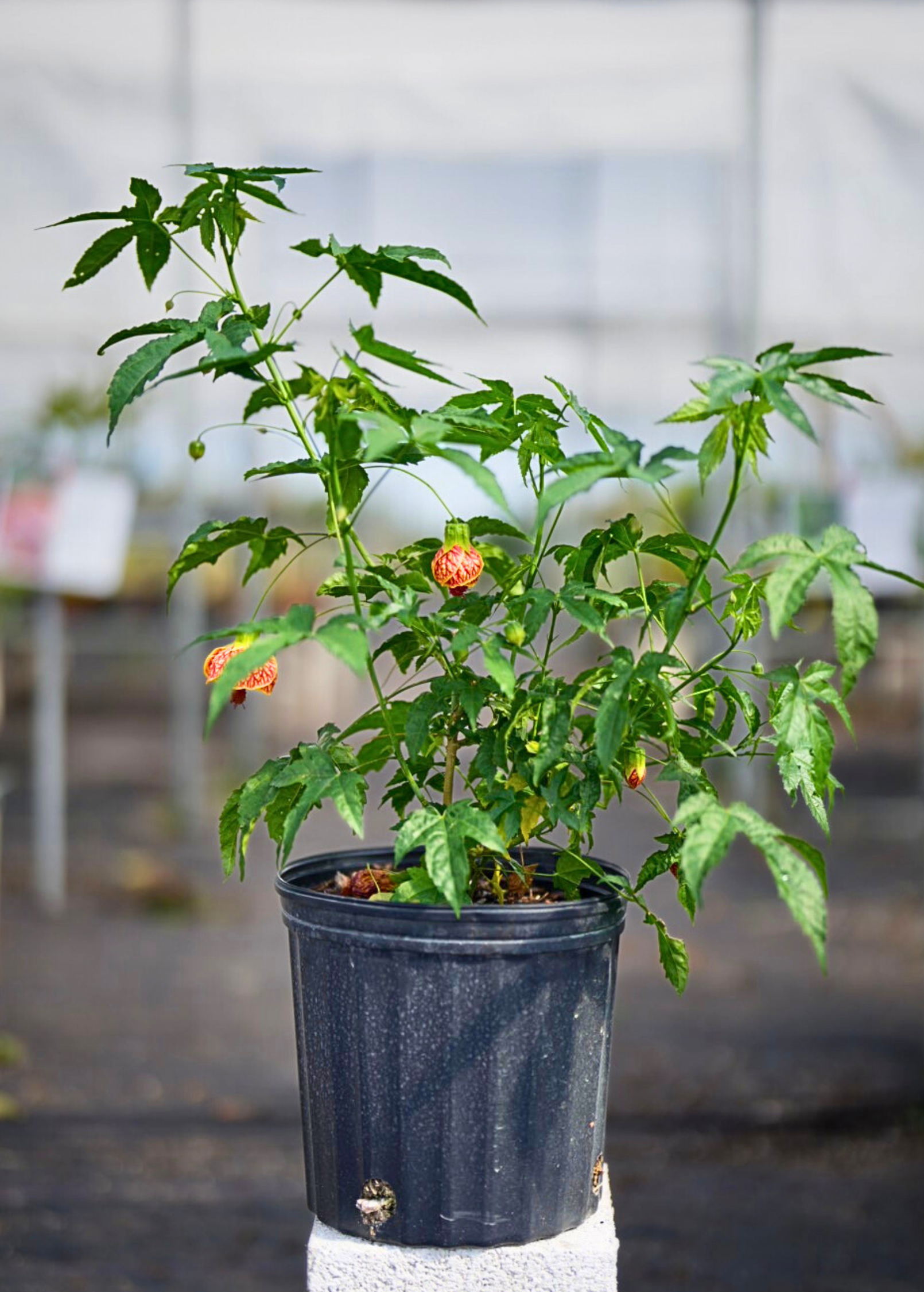 Herb flowering maple (Abutilon pictum) in a coconut coir pot, showcasing vibrant orange flowers and green foliage.