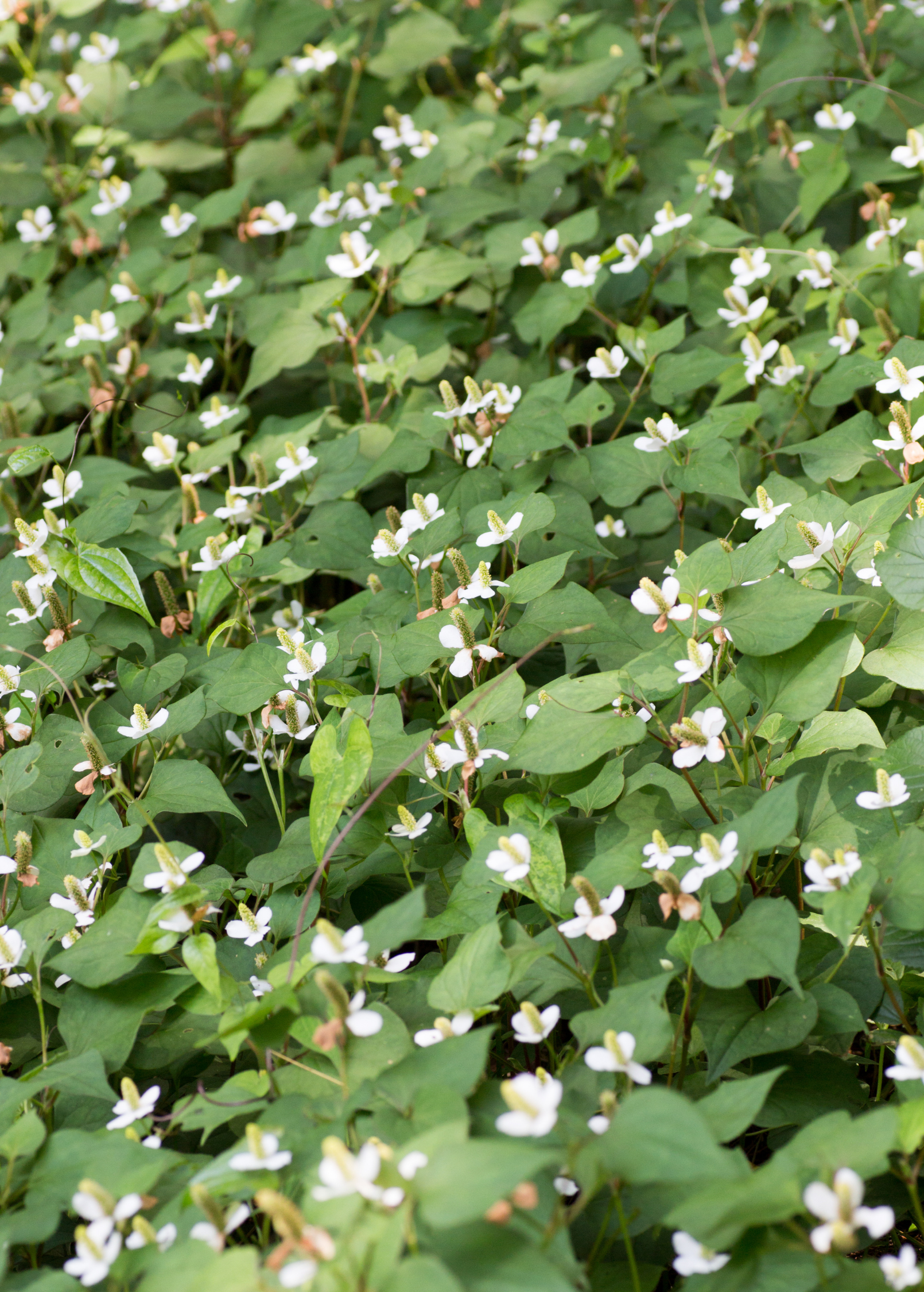 Fresh Fish Mint herb in coconut coir pot by Sow Exotic, showing vibrant green leaves of Houttuynia cordata plant.
