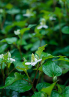 Fresh Fish Mint herb (Houttuynia cordata) in a coconut coir pot by Sow Exotic, showcasing vibrant green leaves.