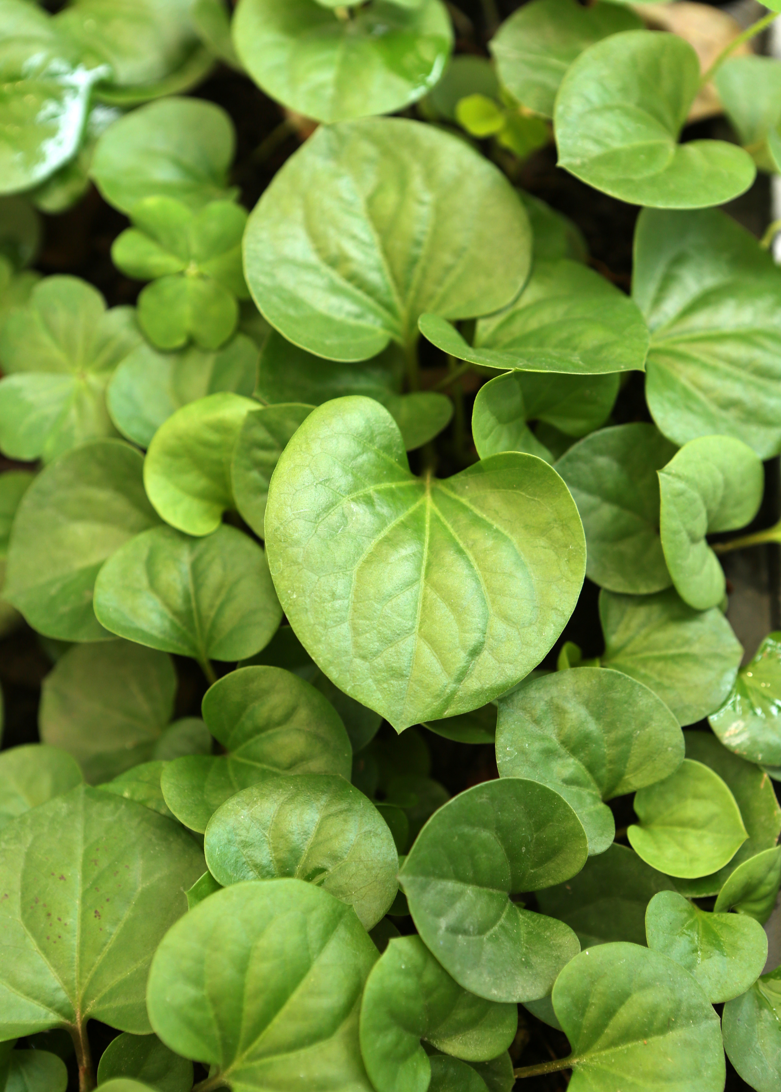 Fresh Fish Mint herb (Houttuynia cordata) in a medium coconut coir pot, grown by Sow Exotic.