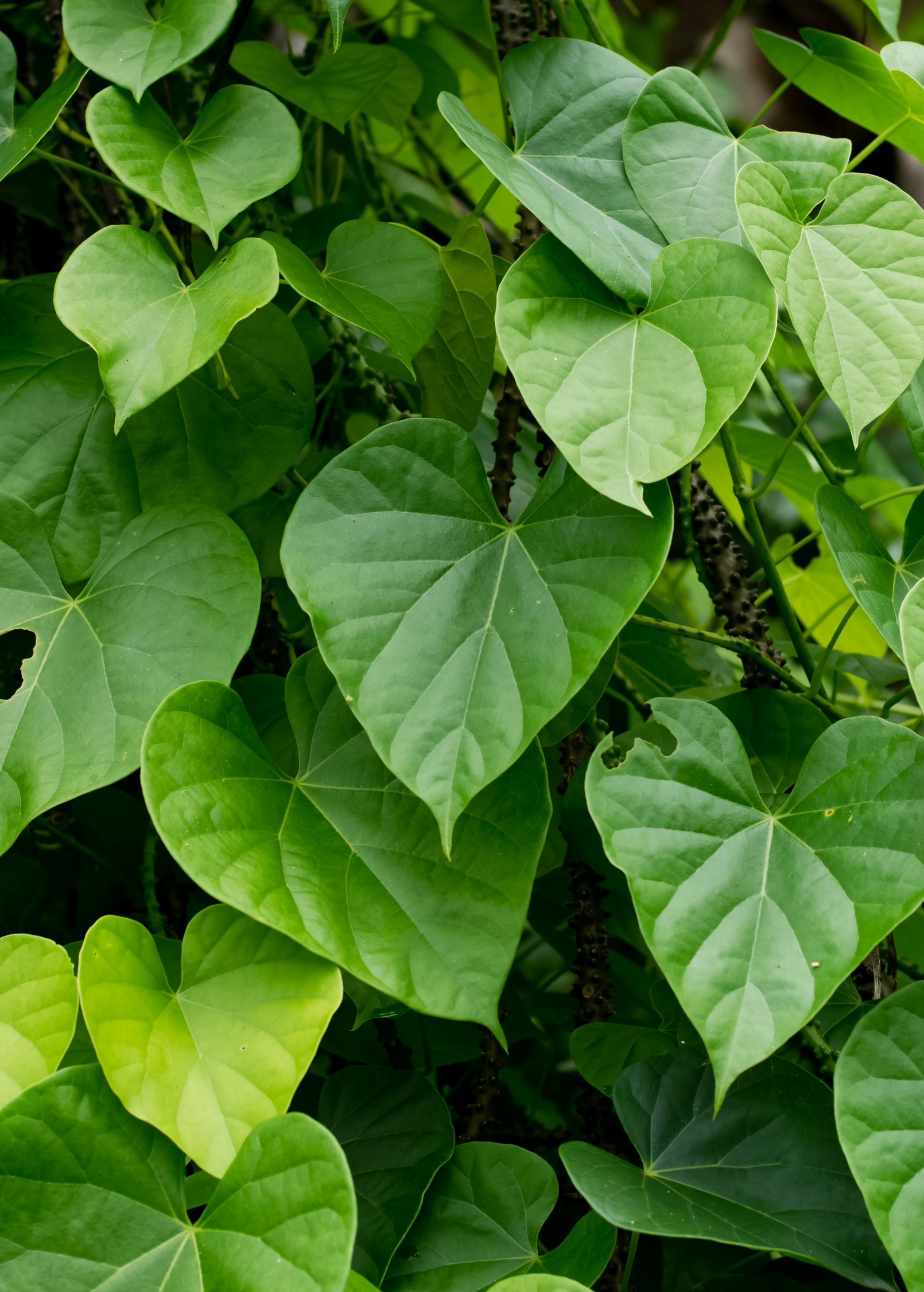 Sow Exotic Giloy Vine herb growing in a coconut coir pot, showcasing lush green foliage of Tinospora cordifolia.