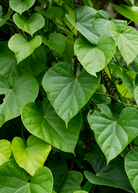 Sow Exotic Giloy Vine herb growing in a coconut coir pot, showcasing lush green foliage of Tinospora cordifolia.