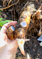 Rare blue ginger herb plant in a coconut coir pot, showcasing lush foliage of Dichorisandra thyrsiflora by Sow Exotic.