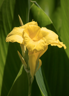 Golden Canna herb in a coconut coir pot, showcasing vibrant foliage of Sow Exotic's Canna flaccida plant.