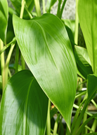 Golden Canna herb plant in a coconut coir pot, showing lush green foliage and vibrant golden leaves, by Sow Exotic.