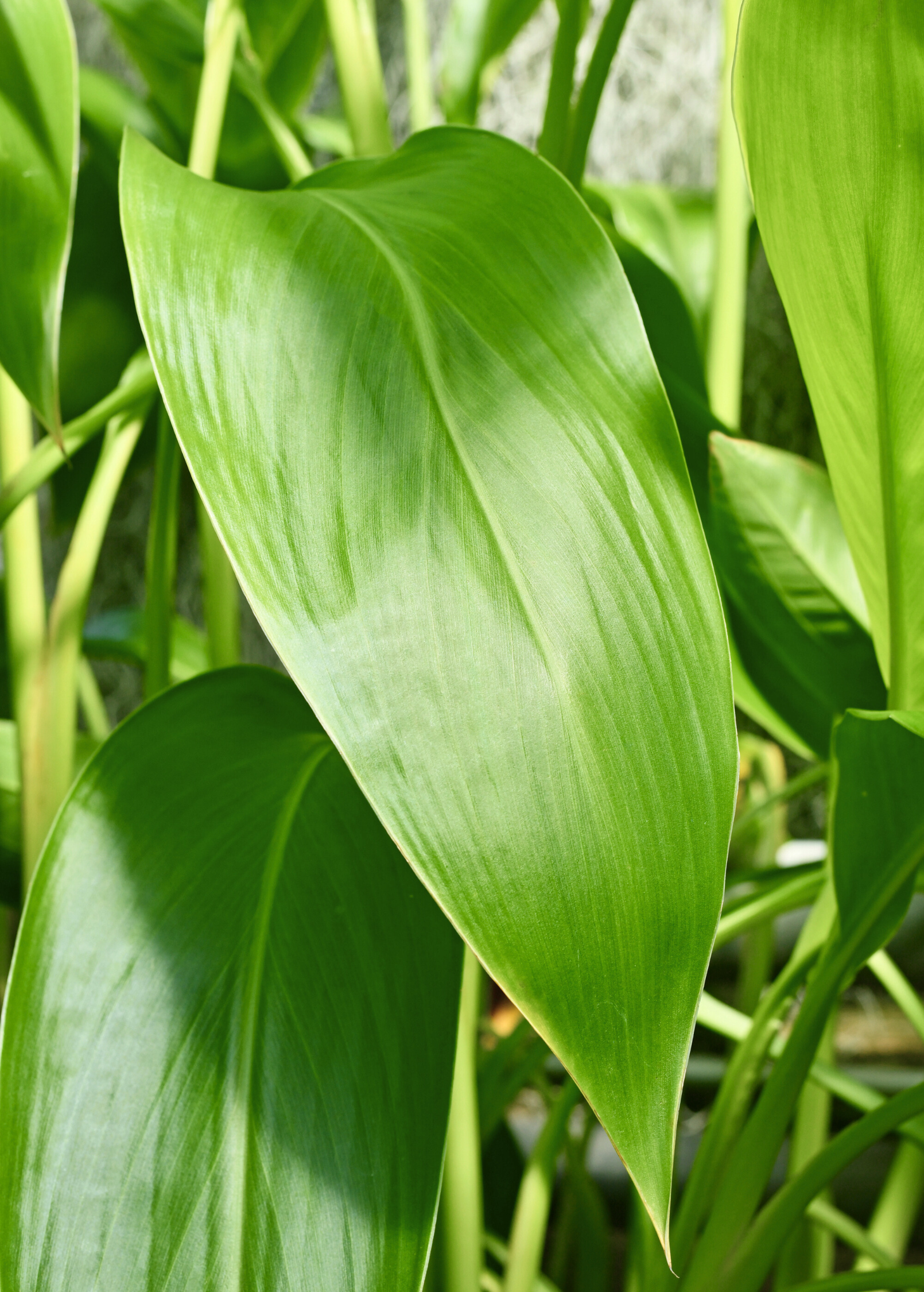 Golden Canna herb plant in a coconut coir pot, showing lush green foliage and vibrant golden leaves, by Sow Exotic.