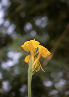 Golden Canna herb plant in a coconut coir pot, showcasing lush green foliage and vibrant golden stems.