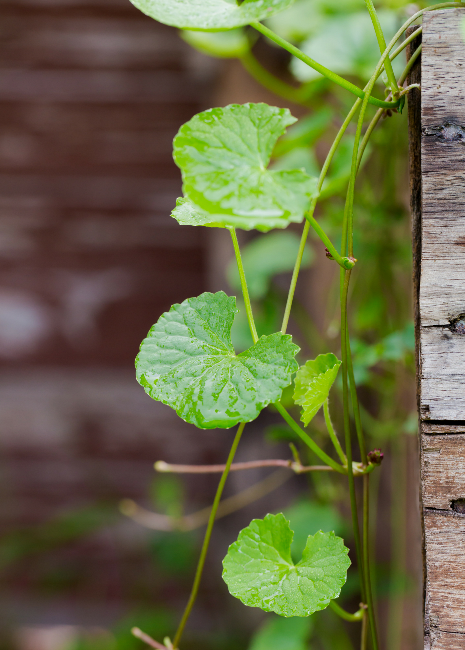 Gotu Kola herb plant in a coconut coir pot, with green, leafy foliage, from Sow Exotic.