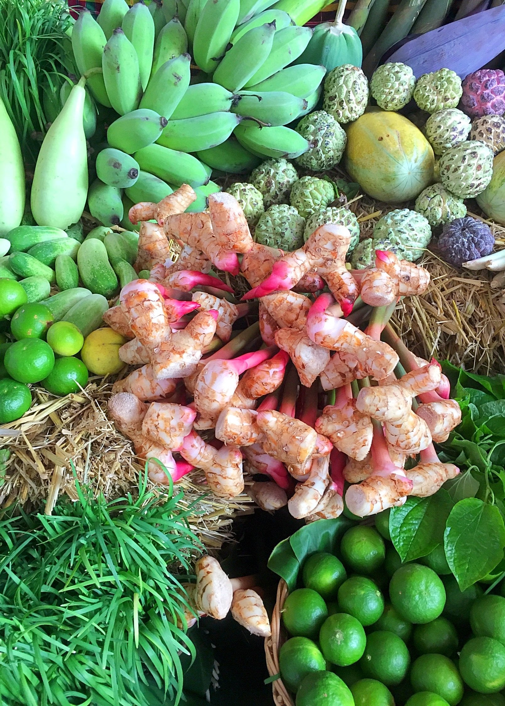 Greater Galangal herb in a coconut coir pot, with lush green leaves, from Sow Exotic.