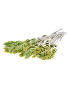 Greek Mountain Tea herb in a coconut coir pot, cultivated by Sow Exotic, showcasing the Sideritis scardica plant.