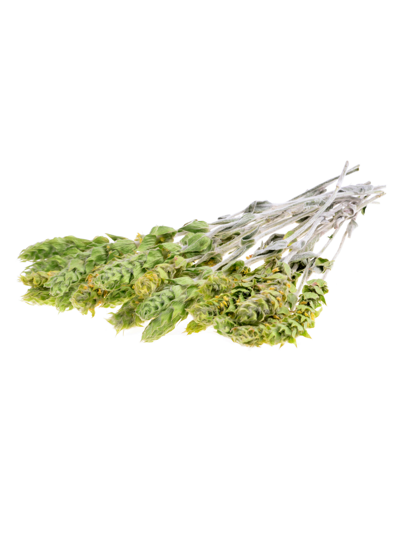 Greek Mountain Tea herb in a coconut coir pot, cultivated by Sow Exotic, showcasing the Sideritis scardica plant.