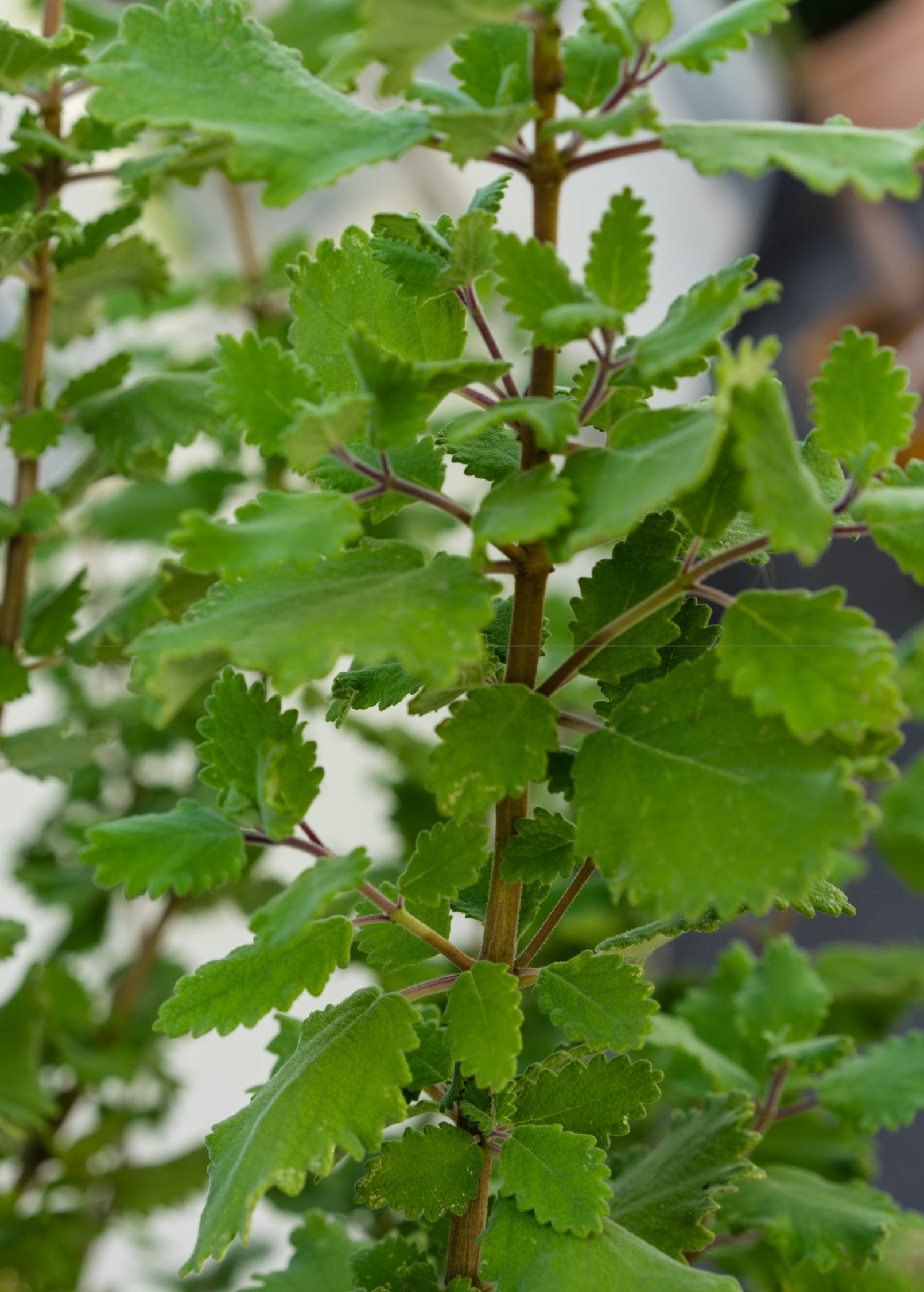 Herb plant Iboza riparia in coconut coir pot, grown by Sow Exotic, with lush green leaves and bushy growth.