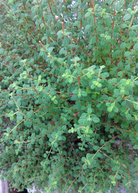 Jamaican Oregano herb in a coconut coir pot, grown by Sow Exotic, with green, aromatic leaves visible.