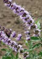 Japanese Catnip herb in a coconut coir pot, showcasing lush green leaves of Sow Exotic Schizonepeta tenuifolia.