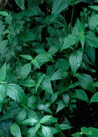 Java Tea herb plant in a coconut coir pot, showcasing Orthosiphon stamineus leaves and growth, by Sow Exotic.