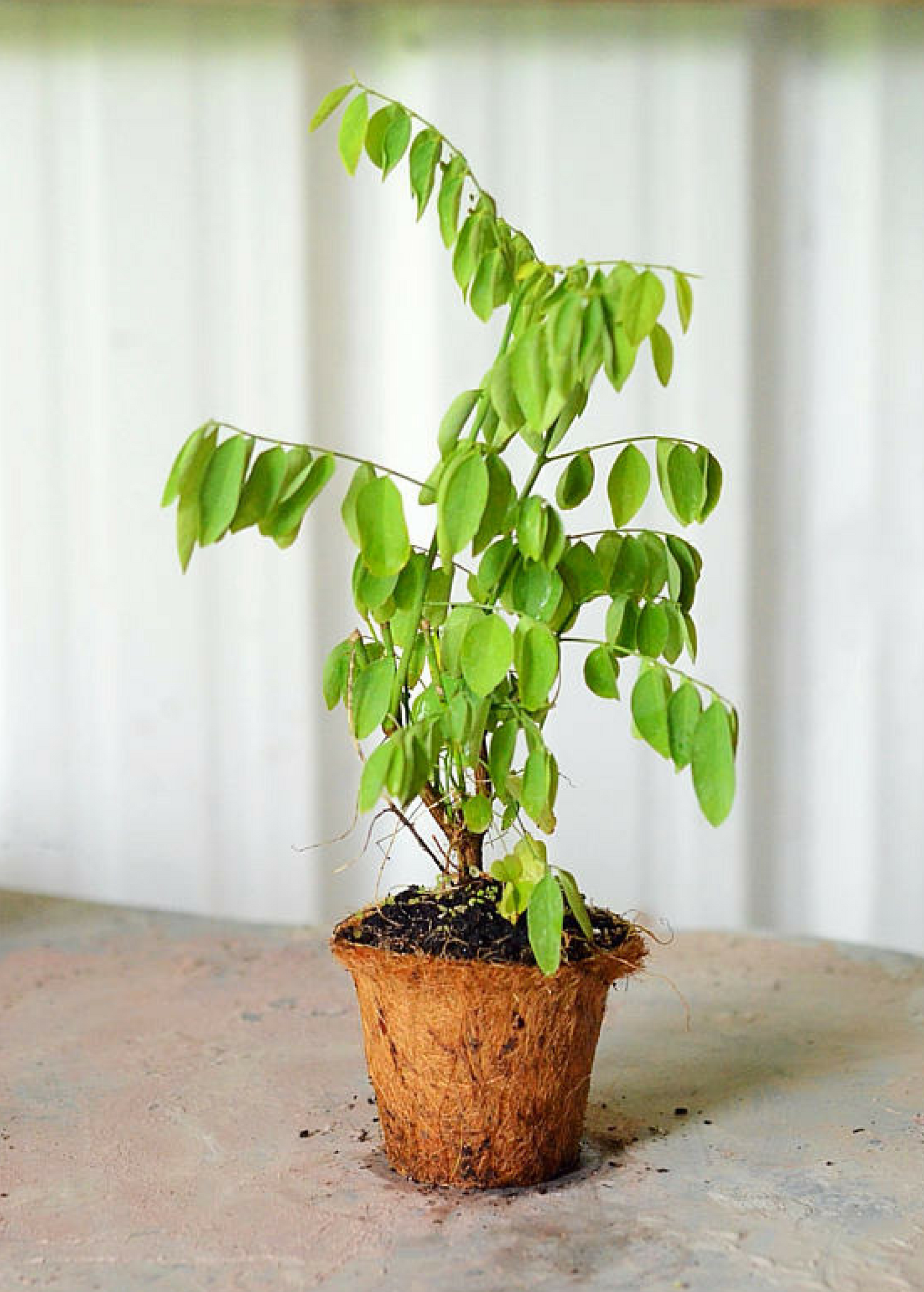 Fresh Katuk herb (Sauropus androgynus) in a medium coconut coir pot, grown by Sow Exotic.