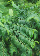Healthy Katuk herb plant in a coconut coir pot from Sow Exotic, showcasing lush green Sauropus androgynus foliage.