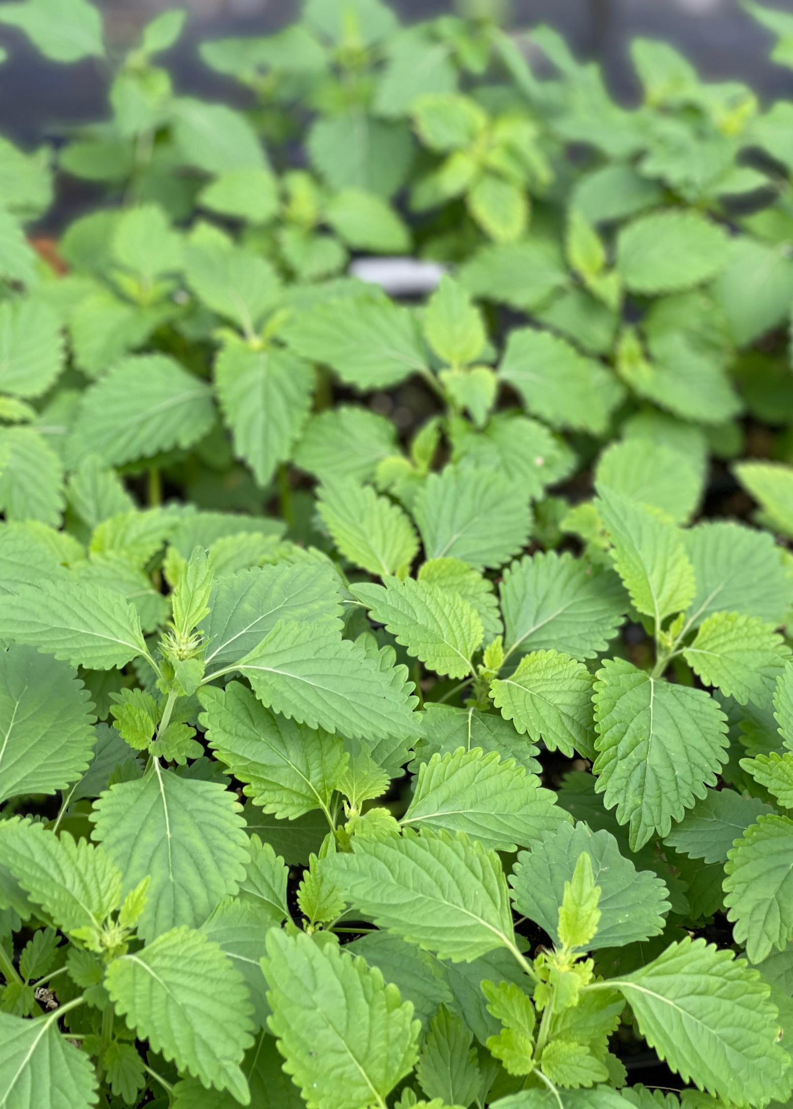 Herb plant in coconut coir pot, Sow Exotic Klip Dagga (Leonotis nepetifolia), with green leafy foliage, on a neutral background.