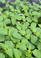 Herb plant in coconut coir pot, Sow Exotic Klip Dagga (Leonotis nepetifolia), with green leafy foliage, on a neutral background.