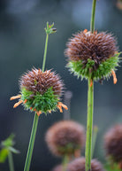 Klip Dagga herb plant in coconut coir pot, shown with green leaves, from Sow Exotic, Leonotis nepetifolia species.