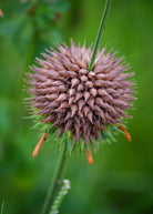 Klip Dagga herb in a coconut coir pot, showcasing lush green leaves of Leonotis nepetifolia from Sow Exotic.
