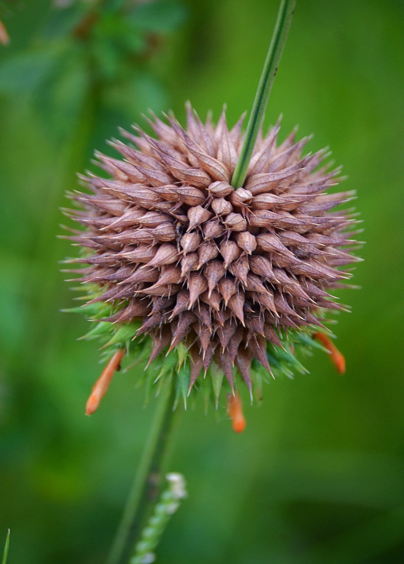 Klip Dagga herb in a coconut coir pot, showcasing lush green leaves of Leonotis nepetifolia from Sow Exotic.